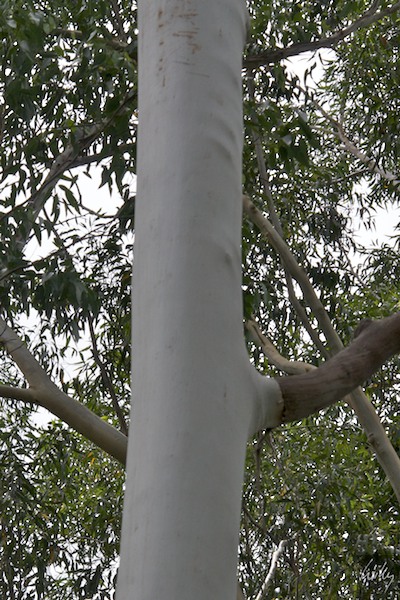 AustraliaEast 10  072